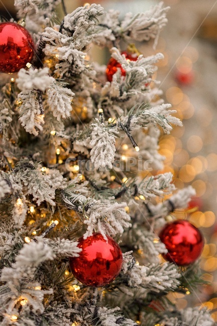 christmas tree,tree,winter,christmas,Yearend,xmas