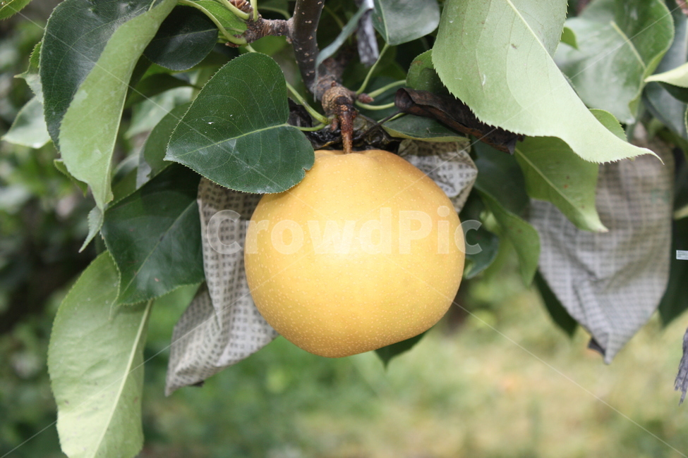 배,pear,koreapear,fruit,fresh,과일,신선한,식물,자연,plants,nature,과일,열매,fruit