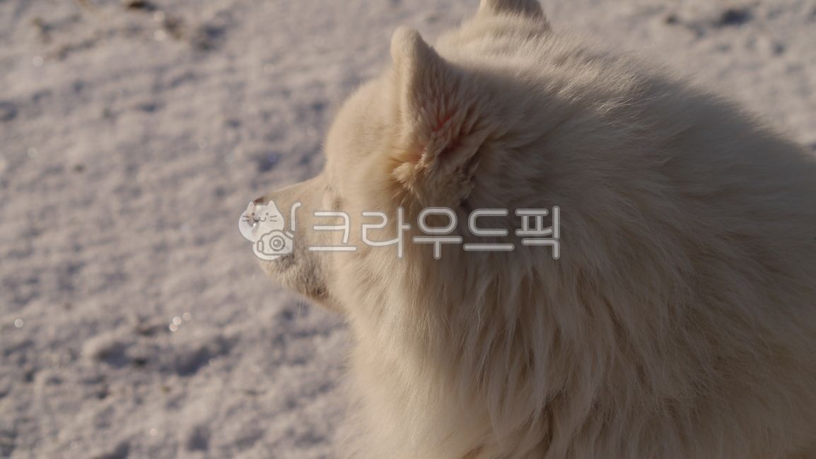 에스키모개,개,동물,애완동물,pet,사모예드,강아지