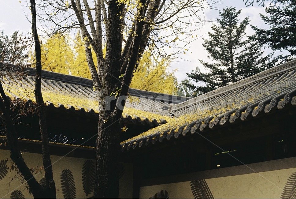 가을,은행,기와,한옥,은행잎,은행나무,기와집,정취,가을,계절,fall,autumn,season,한국전통,한국문화,korean traditional,korean culture,식물,자연,plants,nature,나무,trees,wood,건축물,건물외관,exterior,building,structure,architecture,construction,tree,plant