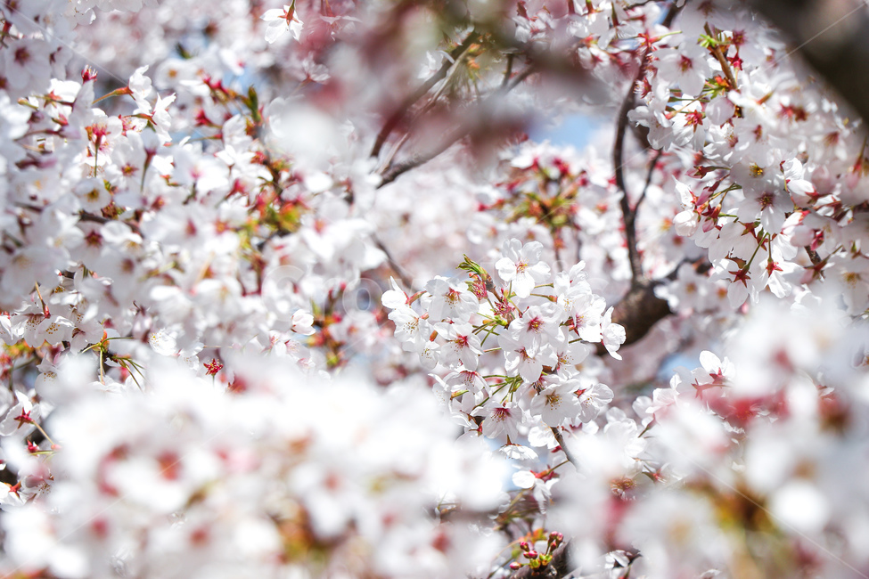 꽃,flower,벚꽃,blossom,plant,식물