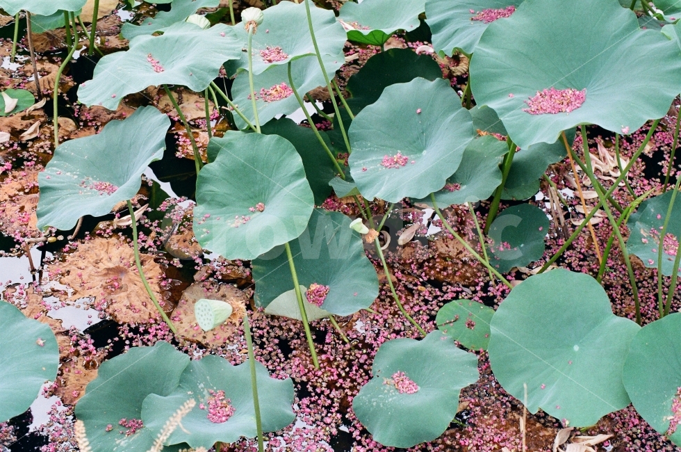 연꽃,연잎,배롱나무,백일홍,경주,식물,자연,plants,nature