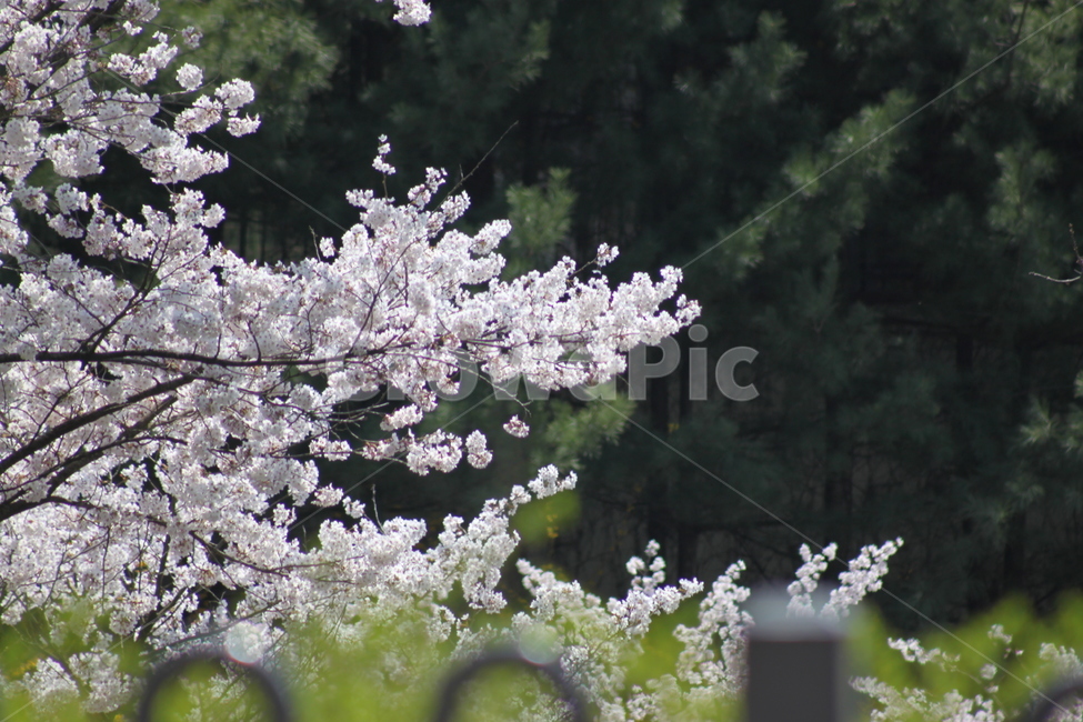 plant,식물,blossom,꽃,flower