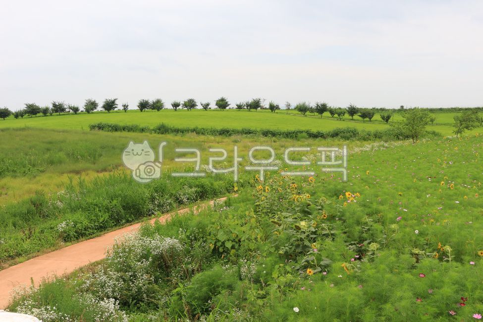 안성팜랜드,팜랜드,안성,풍경,야외,자연,들,field,목초지