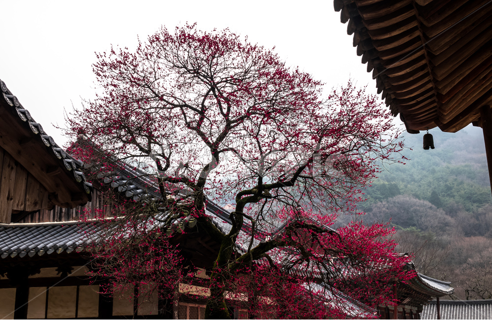 화엄사,매화,봄,구례,사찰,봄,계절,spring,season,한국전통,한국문화,korean traditional,korean culture,식물,자연,plants,nature,나무,trees,wood,종교,신앙,religion,belief,faith,건축물,건물외관,exterior,building,structure,architecture,construction