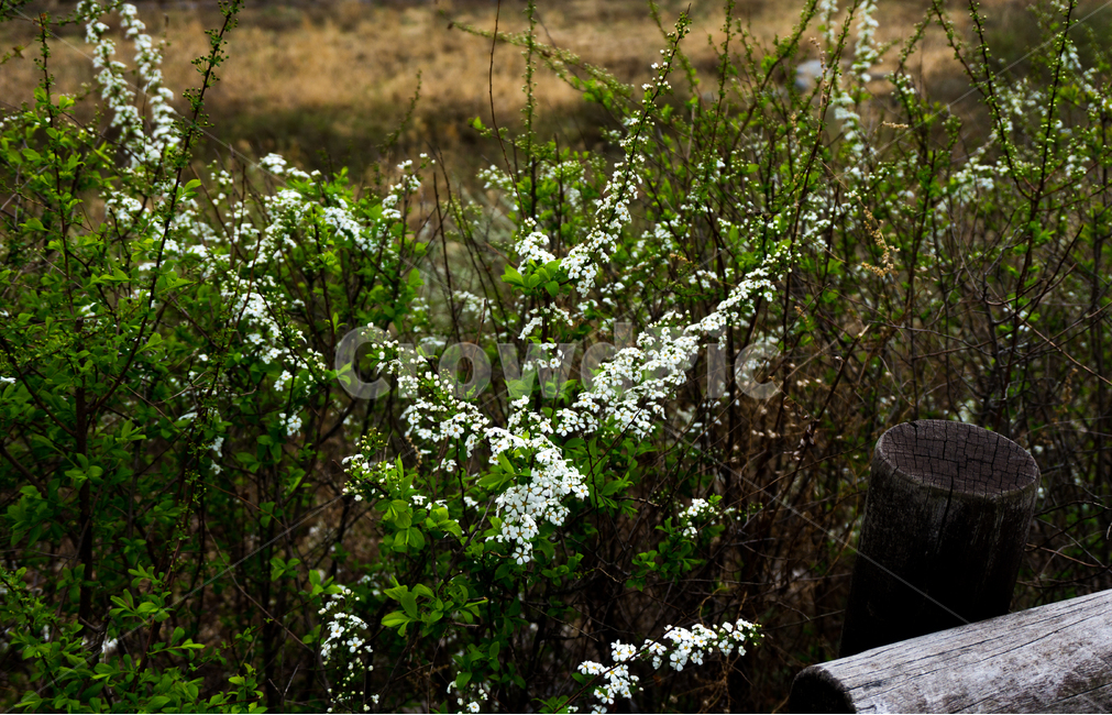 들꽃,봄,하얀,가을,배경,봄,계절,spring,season,식물,자연,plants,nature,꽃,flower,plant