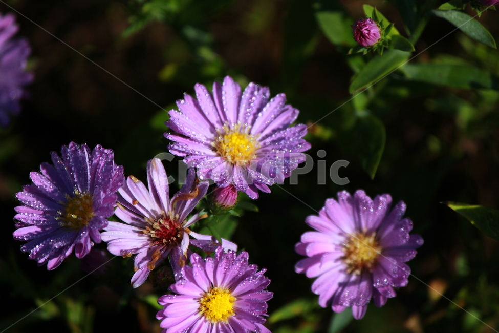 꽃,보라,plant,식물,pollen,화분,자연,가을,이슬,식물,자연,plants,nature,꽃,flower