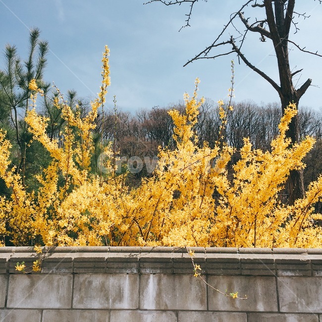담장꽃,개나리,봄,plant,식물,자연,옥외,tree,나무,nature,노란색