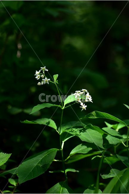 민백미꽃,야생화,꽃,식물,자연,생태,플라워,flower,plants,nature,식물,자연,plants,nature,꽃,flower