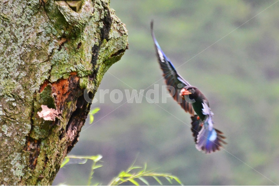 tree,나무,plant,식물,flying,나는,animal,동물,bird,새,파랑새,새집,육추,동물,animal,조류,새,birds