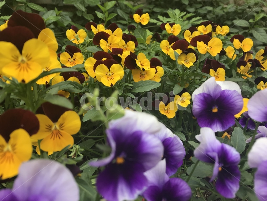 식물,plant,flower,꽃,blossom,팬지,꽃밭,식물,자연,plants,nature,꽃,flower