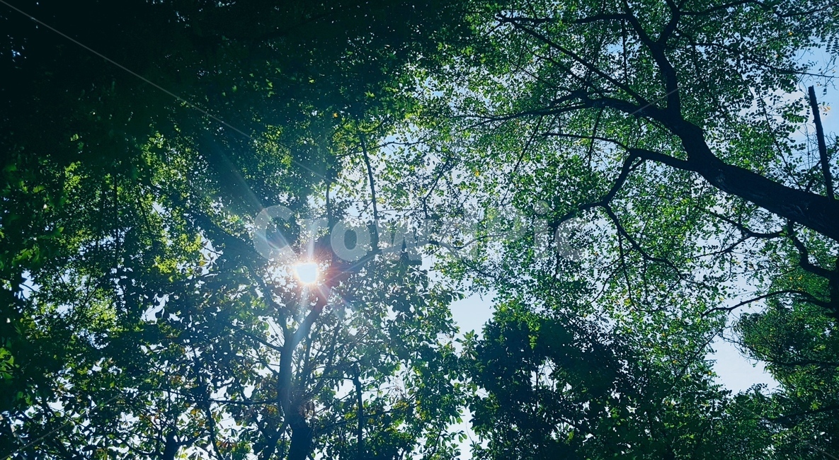 빛,나무,햇빛,초록,여름,식물,자연,plants,nature
