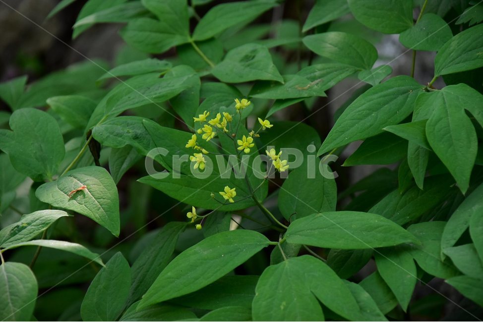 꿩의다리아재비,야생화,꽃,식물,자연,생태,플라워,flower,plants,nature,식물,자연,plants,nature,꽃,flower
