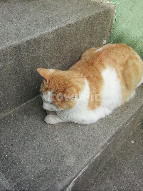 고양이,동물,계단,한마리,실외,동물,animal,포유류,mammal,고양이,cat,kitten,kitty