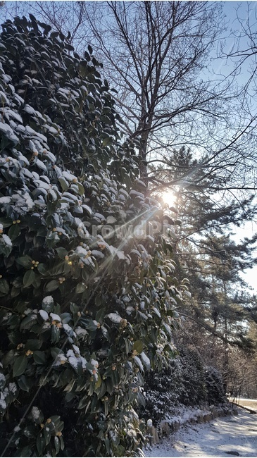 눈,햇살,숲,나무,산행,겨울,계절,winter,season,자연,풍경,nature,landscape,light,빛,flare,플레어