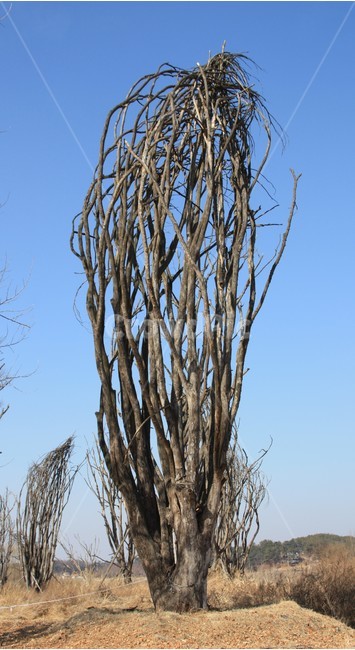 강천섬,나무,고사목,하늘,겨울,겨울,계절,winter,season,식물,자연,plants,nature,나무,trees,wood