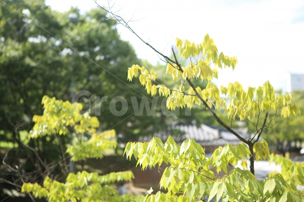 나무,자연,오후,여름,여가,사진,하늘,식물,자연,plants,nature