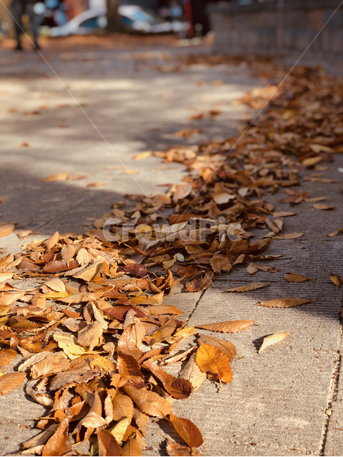 낙엽,청소,입,바닥,leaf,잎,식물,ground