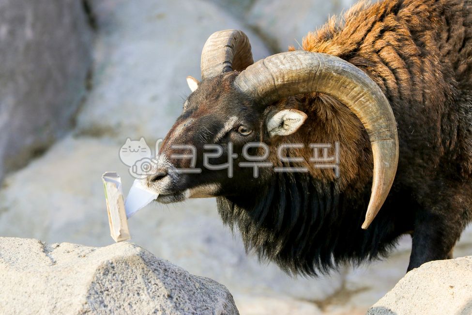animal, 동물, livestock, 가축, 양, 사진,이미지,일러스트,캘리그라피 - 봉산호랑이작가