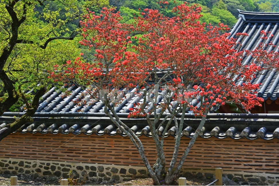roof,지붕,장성,백양사,백양사봄,연두색,plant,식물,tree,나무,nature,자연,outdoors,옥외,철쭉,철쭉꽃