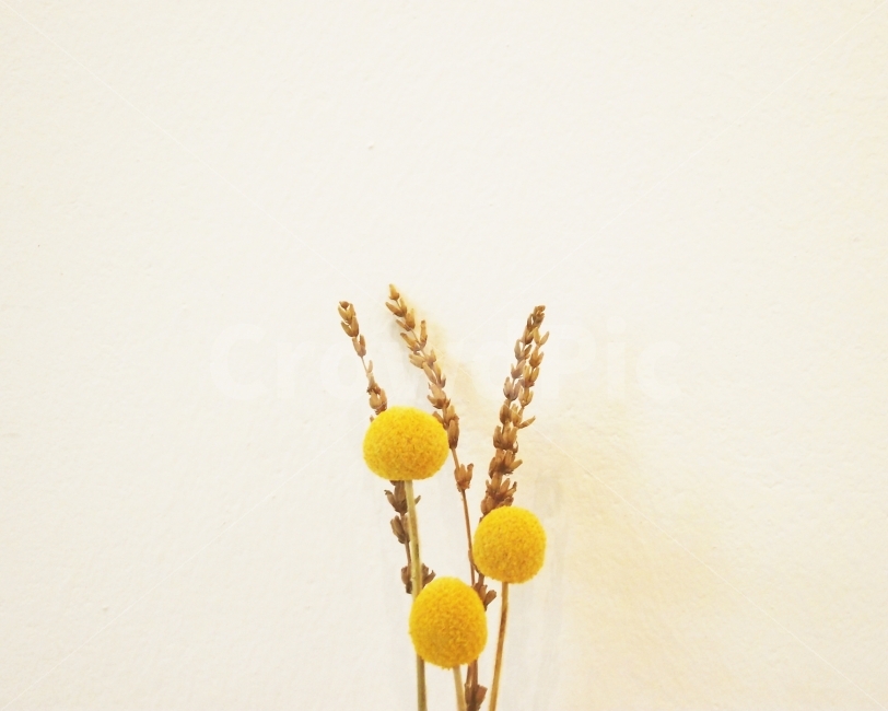 풍경,꽃,노랑,노란,yellow,인테리어,flower,동그라미,귀여운사진,귀여움,식물,자연,plants,nature,인테리어,실내디자인,interior design,꽃,flower