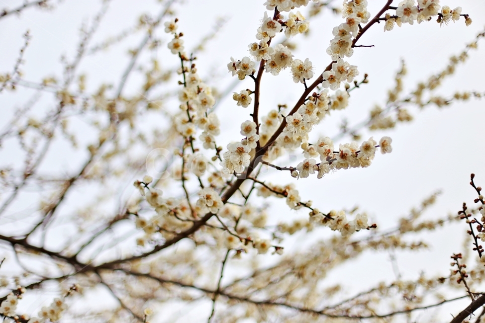 하동,경남하동,매화마을,매화축제,매화꽃,매화,꽃,flower,hadong,봄,계절,spring,season,식물,자연,plants,nature,꽃,flower,plant
