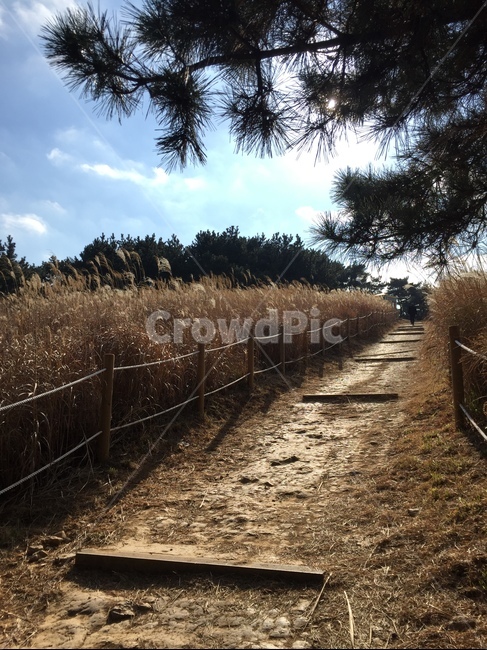 갈대밭,길,흙,하늘,소나무,가을,계절,fall,autumn,season,자연,풍경,nature,landscape,grass,잔디,plant,식물
