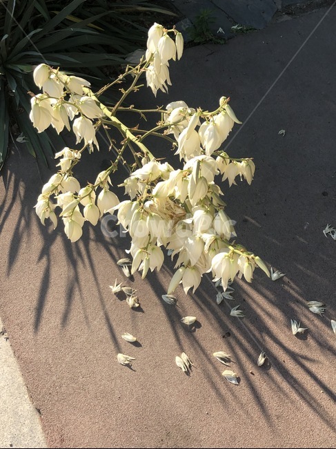 식물,꽃,flower,blossom,자연