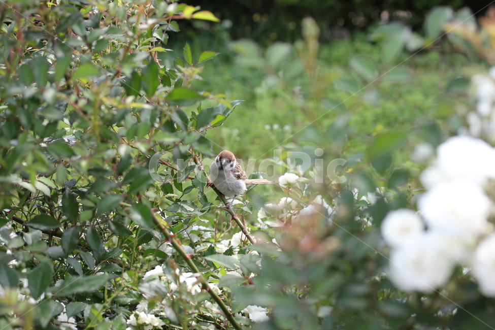 참새,새,자연,식물,조류,자연,풍경,nature,landscape,동물,animal,조류,새,birds,sparrow,bird