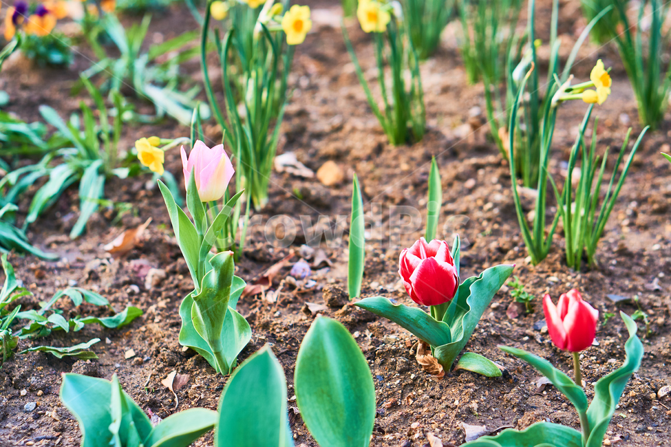 봄,꽃,식물,flower,spring,plant,nature,들꽃,들풀,자연,튤립,Tulip,식물,자연,plants,nature,꽃,flower