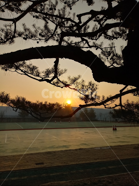 일출,해돋이,태양,옥외,자연,나무,붉은하늘,햇빛,하늘,빛,새벽,sunset,outdoors,sunlight,nature,redsky,sky