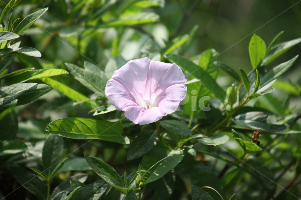 나팔꽃,꽃,여름,견우화,morningglory