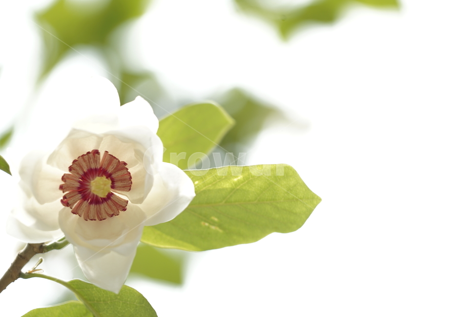 plant,식물,꽃,flower,함박꽃