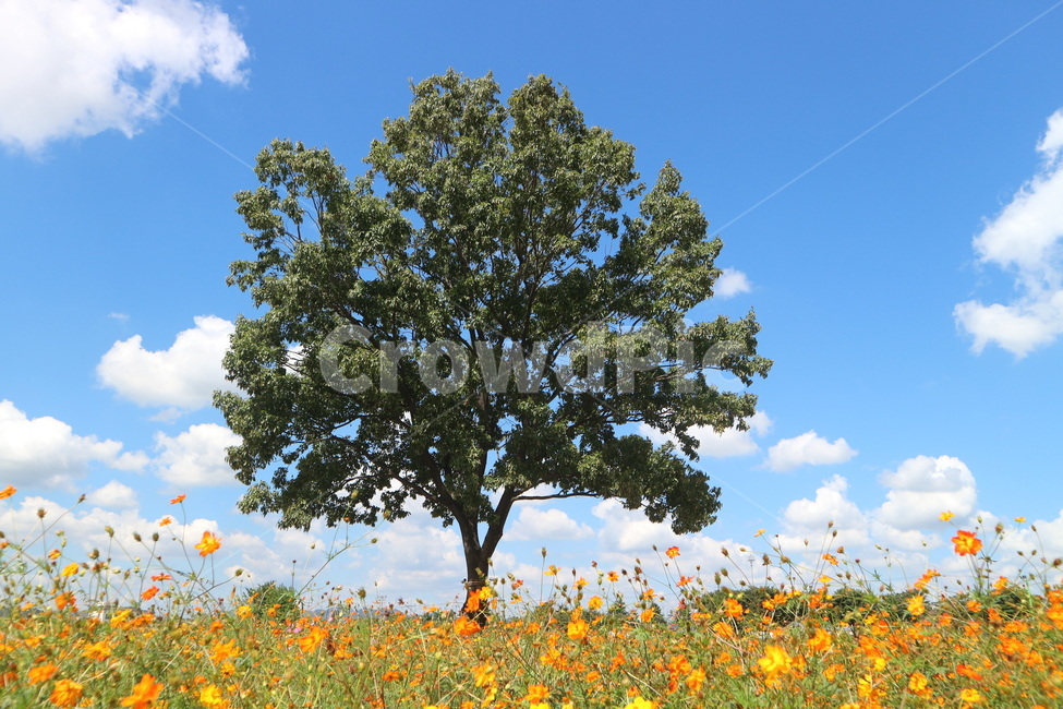 황화코스모스,코스모스,나무,나무한그루,가을하늘,가을풍경,cosmos,autumnscenery,tree,flowergarden