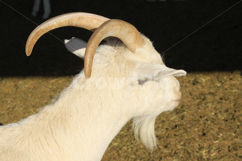 염소,goat,animal,동물,포유류,동물,animal,포유류,mammal