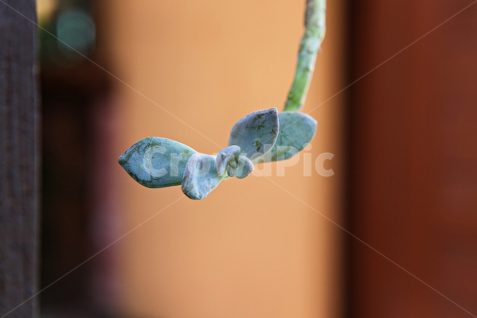 선인장,다육식물,식물,자연,가을,계절,실외,화분,식물,자연,plants,nature