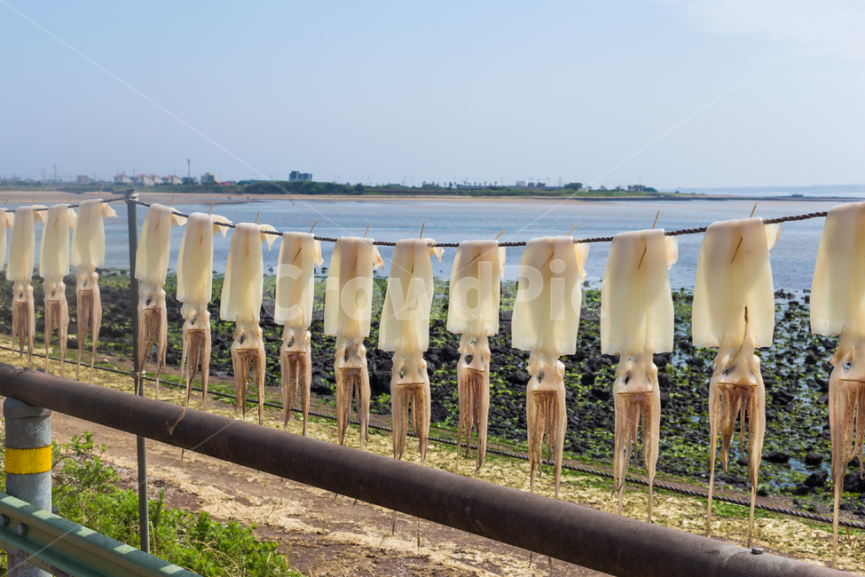바다,바닷가,오징어,건오징어,풍경,해안가,해안,어촌,sea,ocean,squid,fishingvillage,landscape,수산물,해산물,fishery products,seafood,어업,fishery,fishing industry