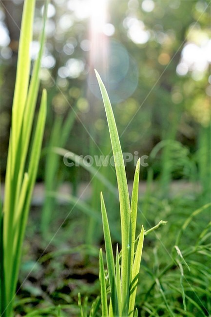 창포,자연,식물,연두색,calamus,sweetflag,nature,lightgreen,역광,그린,식물,자연,plants,nature