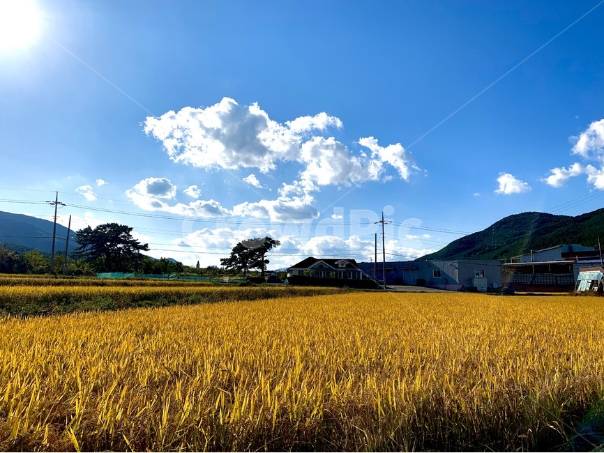 가을,대한민국,하늘,벼,들판,추수,자연,들,옥외,outdoors,field,nature,fall,harvest