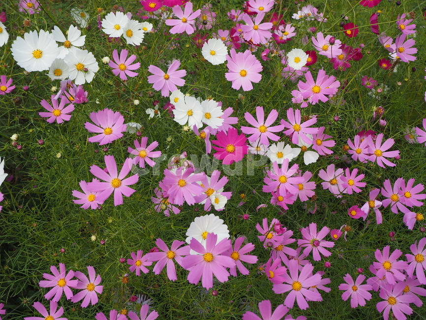 blossom,꽃,petal,꽃잎,flower,plant,코스모스,분홍,cosmos,pink,wildflower,들꽃,식물,자연,plants,nature,꽃,flower