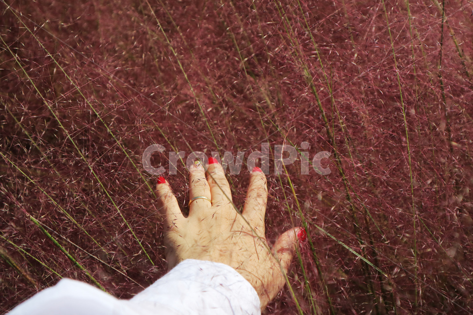 park,garden,pinkmuhlygrass,grass,muhly,pinkmuhly,pink,hand,rough,natural,nature,beautiful,textured,vintage,texture,background,손,뮬리,핑크,분홍,핑크뮬리,억새,억새풀,공원,정원,식물,자연,plants,nature,꽃,flower,신체일부,몸,body