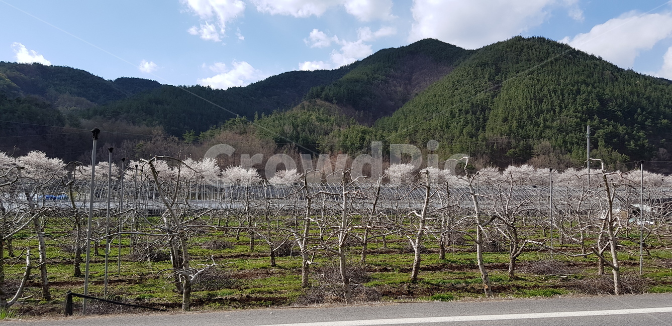 풍경,벚꽃,길,산,하늘,나무,자연,맑음,자연,풍경,nature,landscape,outdoors,옥외
