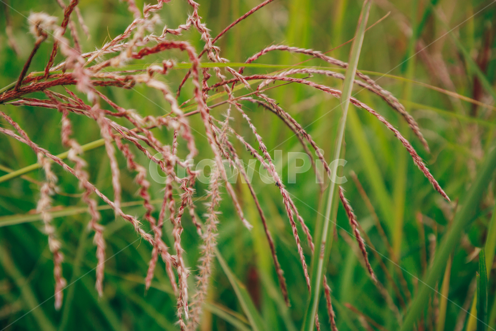갈대,가을,식물,자연,초록,억새,가을,계절,fall,autumn,season,식물,자연,plants,nature,grass,잔디,plant