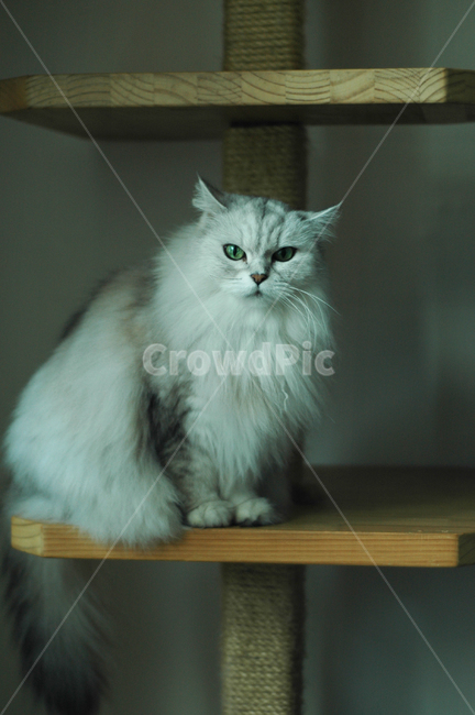 cat,고양이,pet,애완동물,animal,동물,mammal,포유류,캣타워,페르시안친칠라,녹색눈