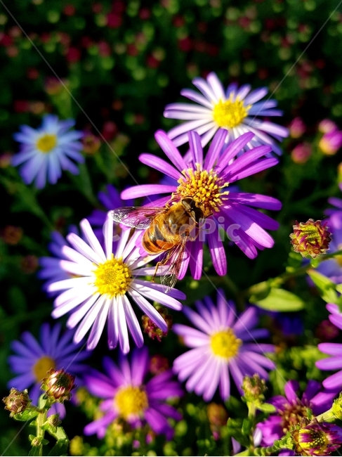 벌,곤충,bee,식물,꽃,꿀벌,식물,자연,plants,nature,꽃,flower