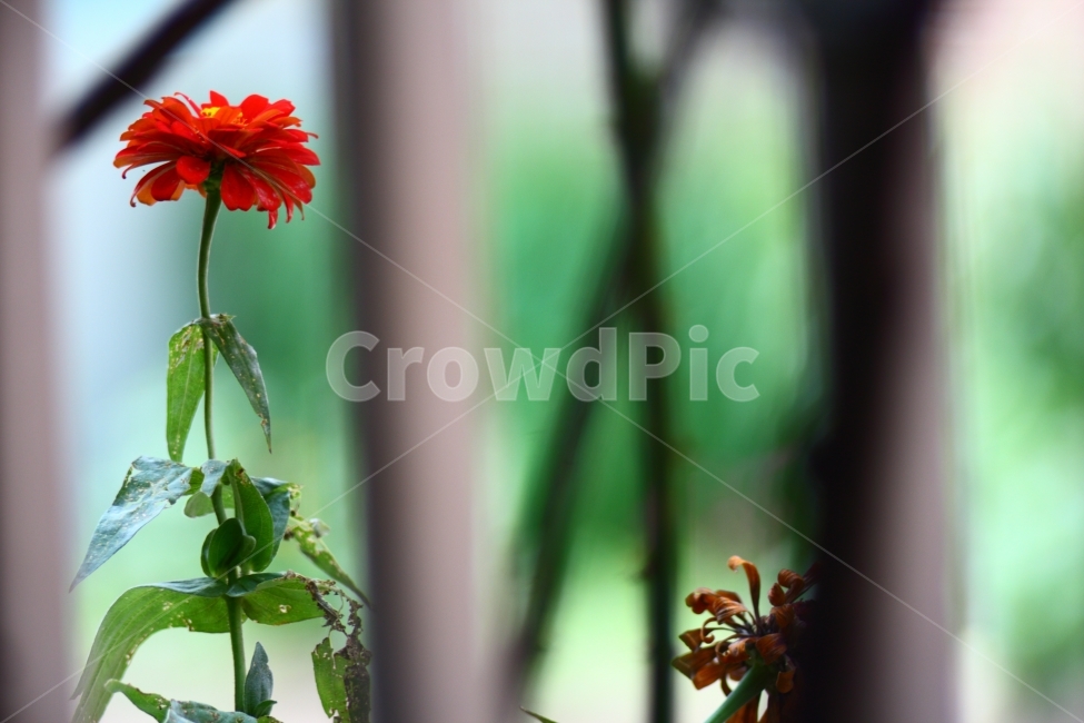 꽃,flower,식물,빨강,초록,화단,공원,휴식,들꽃,식물,자연,plants,nature,꽃,flower