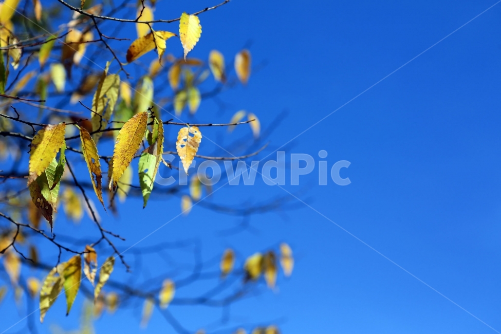 가을,단풍,자연,자연풍경,식물,나뭇잎,푸른하늘,낙엽,풍경,가을,계절,fall,autumn,season,식물,자연,plants,nature,leaf,잎,plant