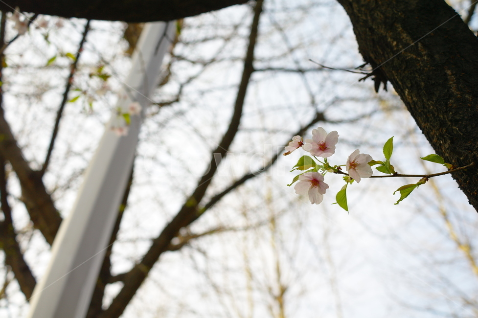 꽃,벚꽃,벚꽃축제,나무,flower,cherryblossom