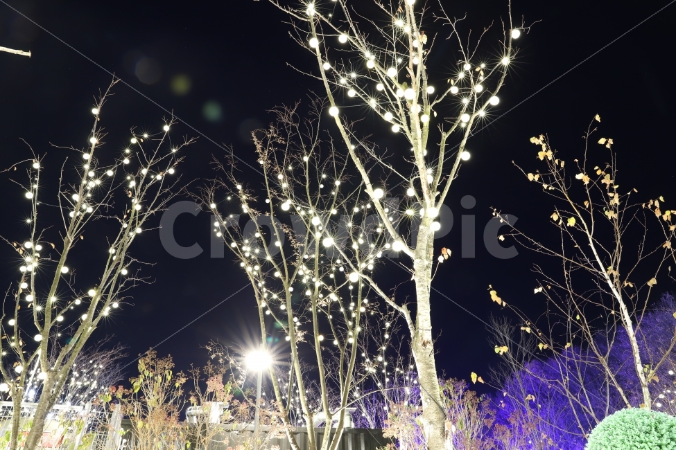 불빛,빛,야경,밤,나무,열매,LED,감성,야경,밤,풍경,nightscape,night,landscape,식물,자연,plants,nature,나무,trees,wood,light,flare,플레어,outdoors,옥외