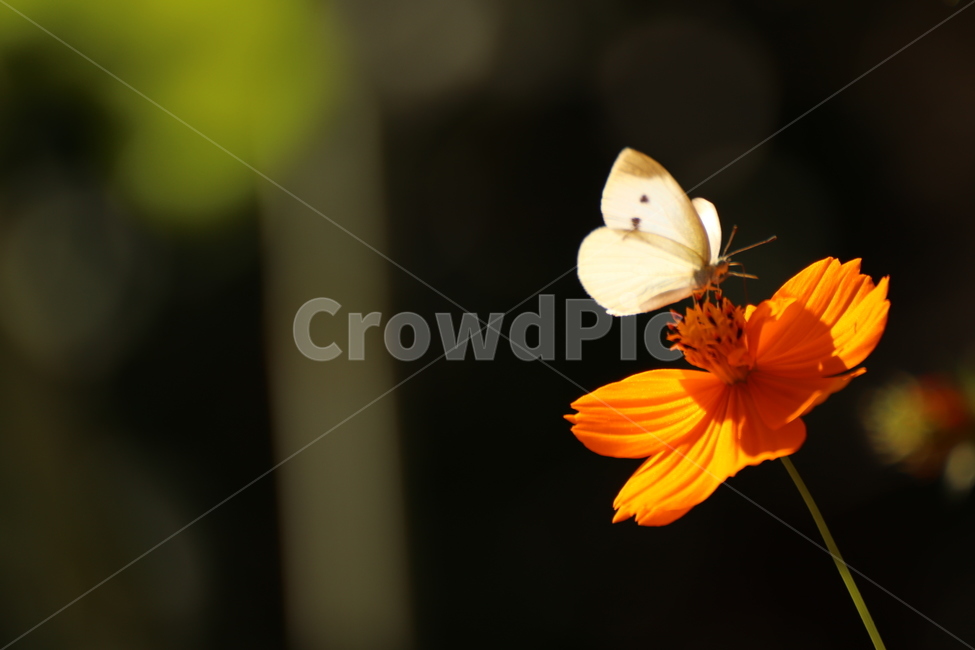 코스모스,나비,황화코스모스,가을,따뜻함,가을,계절,fall,autumn,season,식물,자연,plants,nature,꽃,flower,동물,animal,곤충,벌레,insect,bug,plant